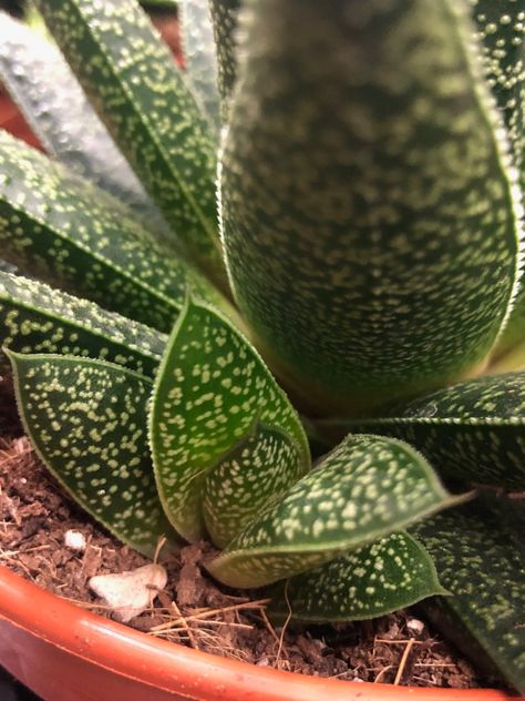 Gasteria Succulents, Plants In House, In House Garden, Cool Succulents, Garden Goals, Parts Of A Plant, Dry Leaf, Unique Plants, Cactus Succulents