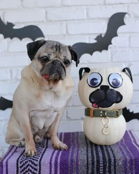 Creative Pumpkin Painting, Doug The Pug, Breeds Of Dogs, Creative Pumpkins, A Pug, The Pug, Pug Lover, Senior Citizen, U Can