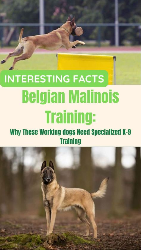 Belgian Malinois Training: Why These Working Dogs Need Specialized K-9 Training Belgian Malinois Training, Malinois Training, K9 Police Dogs, Guard Dog Breeds, Dog Breeding, Belgian Malinois Dog, Pet Things, Malinois Dog, Police K9