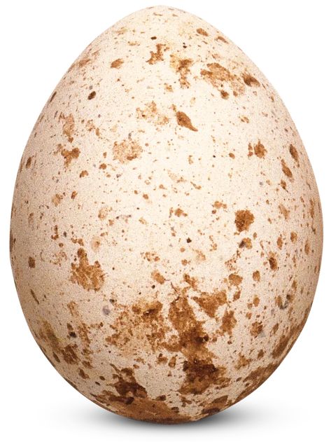 Bird Eggs | Bird Egg Identification | DK Find Out Bird Egg Identification, Penguin Breeds, Cd Idea, Owl Species, Egg Nest, Speckled Eggs, Brown Eggs, Flightless Bird, Mother Milk