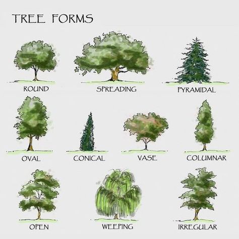 26 Handy Architecture Cheat Sheets, <a href='https://www.pinterest.com/pin/116319602857834009/'> via Pinterest</a> Tree Landscaping, Types Of Trees, Landscaping Trees, Landscape Architecture Drawing, Tree Sketches, Landscape Sketch, Landscape Plans, Watercolor Trees, Landscape Drawings