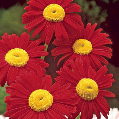 Help keep your garden pest-free!  Brilliant long-lasting blooms in June through July.  Most insects can't tolerate flowering Pyrethrum, it helps keep your garden pest free.  6" tall.  Field Georgia Caucasus, Red Chrysanthemum, Painted Daisies, Shasta Daisy, Dutch Gardens, Beauty Flowers, Red Daisy, Daisy Painting, Garden Spring