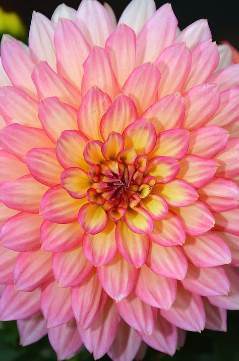 Pink and yellow dahlia flower Yellow Dahlia Flower, Yellow Dahlia, Flower Types, Rainbow Garden, Rose Gardens, Flower Close Up, Belle Rose, Language Of Flowers, Dahlia Flower