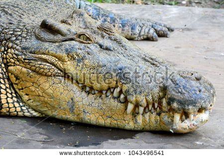 The differences between a crocodile, a caiman, and an alligator - 9GAG Crocodile Species, Alligators Art, Crocodile Animal, Crocodile Hunter, Nile Crocodile, Saltwater Crocodile, Paws And Claws, Endangered Animals, Majestic Animals