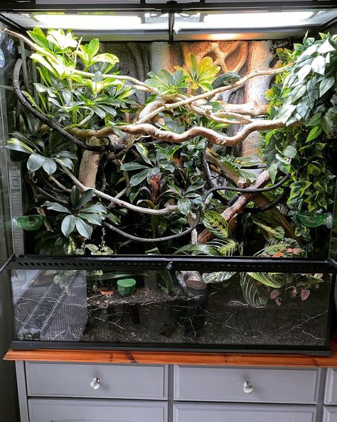 Chameleon Tank Ideas, Bioactive Chameleon Enclosure, Panther Chameleon Enclosure, Snake Vivarium Ideas, Chameleon Vivarium, Jungle Terrarium, Reptile Vivarium, Chameleon Terrarium, Bioactive Terrarium