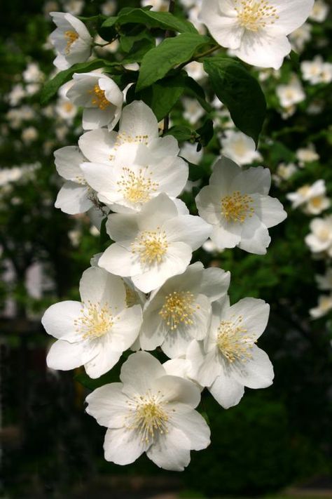 Sweet Mock Orange, Mock Orange Tattoo, Mexican Orange Blossom, Mock Orange Flower, Orange Blossom Flower, Orange Plant, Mock Orange, Orange Blossoms, Favourite Flowers