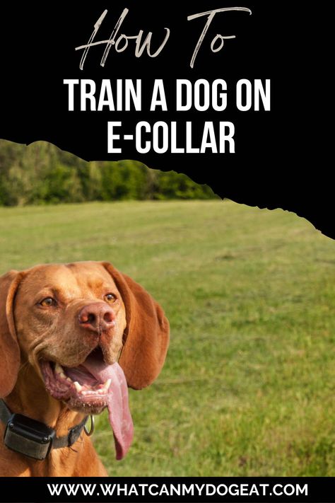 Leash Training A Dog, Shock Collar Training, Dog Shock Collar Training Tips, Puppy Training With Shock Collar, E Collar Training, Basic Dog Obedience Training, Reactive Dog Training Tips, Train A Dog, Dog Recall Training