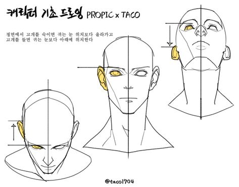 When the head is bowed from the front, the ears are higher than the eyes, and when the head is raised, the ears are lower than the eyes. Looking Up Reference, Head Positions, Anime Anatomy, Head Anatomy, Body References, Face Structure, Desen Realist, Anatomy Sculpture, 얼굴 드로잉