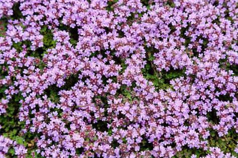 Evergreen Ground Cover Plants, Thymus Serpyllum, Thyme Herb, Plant Palette, Creeping Thyme, Wild Thyme, Creeping Phlox, Ground Cover Plants, Garden Lovers