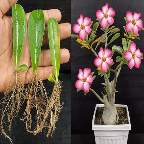 How To Grow Adenium Plants From Leaves | leaf, plant | How To Grow Adenium Plants From Leaves | By Rana Craft Desert Rose Care, Indore Plants, Potted Geraniums, Desert Rose Plant, Ribbon Flowers Diy, Rose Cuttings, Rose House, Leaf Plant, Rose Stem