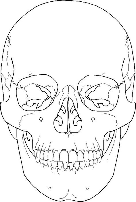 Skull Diagram Anatomy, Human Skull Diagram, Skull Labeled Anatomy, Human Bones Drawing, Skull Anterior View, Cranium Anatomy, Skull Bones Anatomy, Anatomy Coloring Pages, Skull Diagram