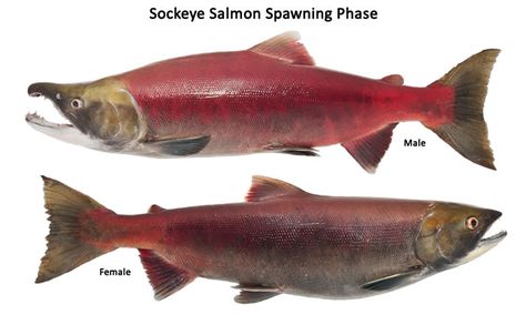 DYK.. The @Seahawks were almost named the "Sockeyes" (a type of Salmon)? Try my Salmon recipe: http://huff.to/15IIQhc Kokanee Salmon, Red Salmon, Sockeye Salmon, Salmon Run, Cool Fish, Salmon Fish, All Fish, Salmon Fishing, Fish Sculpture