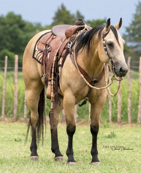 Western Riding Tack, Aqha Horses, Quarter Horse Stallion, Buckskin Horse, Pony Breeds, Great Pyrenees Dog, Horse Mane, Rodeo Horses, Quarter Horses