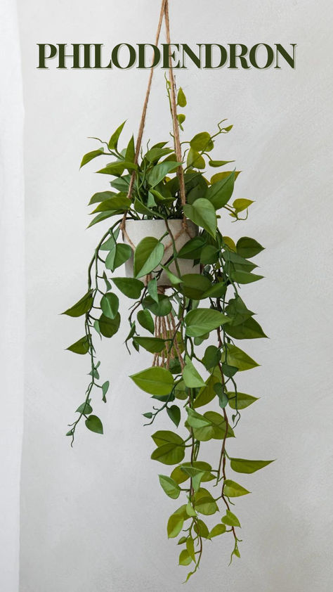 To care for a hanging philodendron, place it in bright, indirect light. Water when the top inch of soil is dry, and ensure the pot has drainage holes. Use well-draining soil and maintain moderate humidity. Prune regularly to encourage bushiness. Fertilize monthly in spring and summer. Its cascading vines and lush leaves add elegance, improving air quality and enhancing your home’s ambiance. 
#HouseplantCare
#Philodendron
#IndoorGardening
#AirPurifyingPlants
#PlantLovers Hanging Philodendron, Philodendron Summer Glory, Philodendron Elegans, Philodendron Hederaceum, Philodendron Luxurians, Green Warriors, Philodendron Mottled Dragon, Philodendron Plant, English Ivy