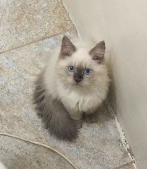 Persian Himalayan Cat, Himalayan Cat Aesthetic, Himalayan Cat Kitten, Himalayan Persian, Himalayan Persian Cats, Himalayan Kitten, Siberian Kittens, Persian Kitten, 3 Month Old