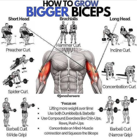 Exercises For Arms, Big Biceps Workout, Workout Biceps, Bigger Biceps, Bicep And Tricep Workout, Workout Gym Routine, Bicep Workout, Workout Program Gym, Bodybuilding Workouts Routines