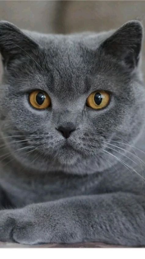 Grey Cat Breeds, British Blue Cat, Large Cat Breeds, Chartreux Cat, British Shorthair Cats, Gray Cat, Cat Facts, British Shorthair, Domestic Cat