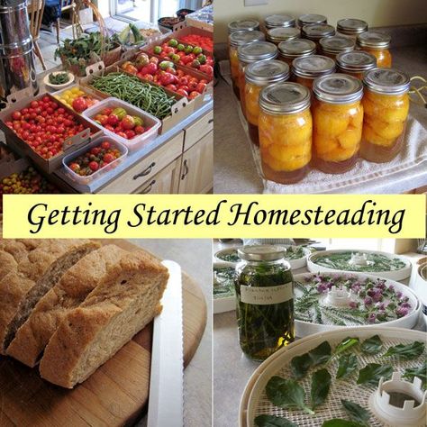 Getting Started Homesteading - Articles for Beginners Featuring Homesteading Basics Homesteading Skills, Urban Homesteading, Living Off The Land, Organic Garden, Homestead Survival, S'mores, Organic Gardening Tips, Organic Vegetables, Canning Recipes