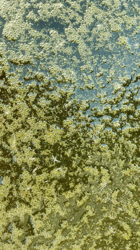 Texture of green water in a swamp close-up stock photo Camouflage In Nature, Swamp Texture, Decay Textiles, Cardboard Garage, Water Erosion, Swamp Water, Ocean Texture, Water Texture, 2024 Art