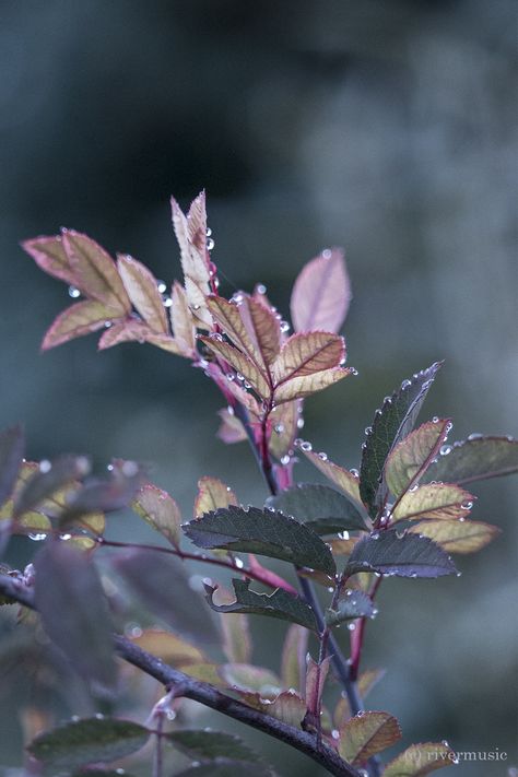 riverwindphotography: “ Morning Dew on Red-Leafed Rose riverwindphotography, 2018 ” Nature, Morning Dew Aesthetic, Ethereal Photography, Aerial Perspective, Raindrops And Roses, Zero Hour, Shinrin Yoku, Wood Sorrel, Contemporary Fantasy