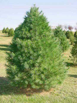 Eastern White Pine Types Of Evergreen Trees, Types Of Pine Trees, Fence Trees, Seedlings Indoors, White Pine Tree, Pine Tree Tattoo, Tree Seedlings, Eastern White Pine, Living Fence