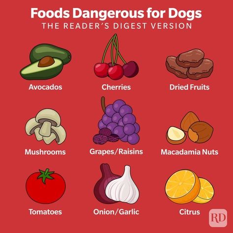 18 Foods Dogs Can't Eat — Toxic Foods for Dogs to Avoid Food Dogs Cant Eat, Things Dogs Cant Eat, What Can Dogs Eat, Chiweenie Puppies, Toxic Foods For Dogs, Foods For Dogs, Raw Salmon, Easy Dog Treat Recipes, Easy Dog Treats