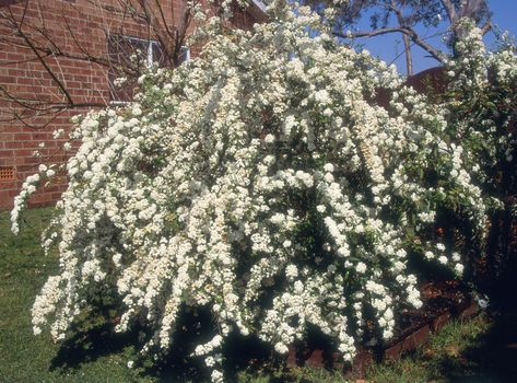 20 Fast-Growing Shrubs and Bushes for Privacy - Evergreen Shrubs for Backyard Fast Growing Shrubs, Shrubs For Privacy, Privacy Plants, Flowering Bushes, Privacy Landscaping, Flower Landscape, Flowering Shrubs, Evergreen Shrubs, Trees And Shrubs