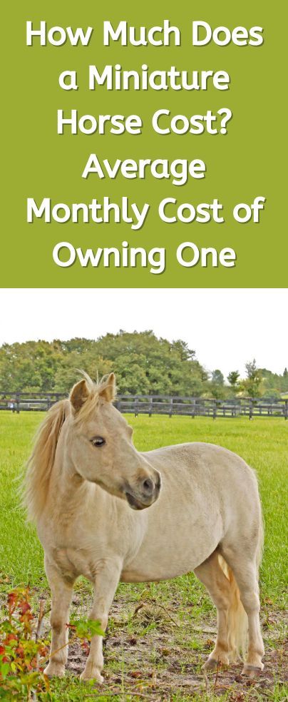 Horse Must Haves, Mini Horse Barn, Miniature Horse Barn, Mini Ponies, Mini Horse Tack, Miniature Horses For Sale, Barbie Pets, Small Holding, Horse Ownership