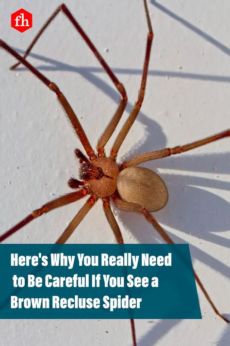 Here's Why You Really Need to Be Careful If You See a Brown Recluse Spider #spider #pestcontrol #homeownertips #homeowner Brown Recluse Spider Repellent, Spider Bites Pictures, Spider Deterrent Essential Oils, Brown Spider Spiritual Meaning, Recluse Spider Bite, Brown Recluse Spider Bite, Killing Spiders, Spider Infestation, Spider Eating