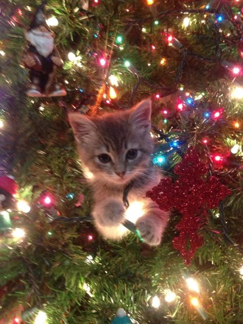 Cats are part of the electrician union - didn't you know? Cats Christmas, Cat Christmas Tree, Christmas Memes, Christmas Kitten, Meowy Christmas, Kitten Pictures, Crazy Cat, Cute Animal Drawings, Deck The Halls