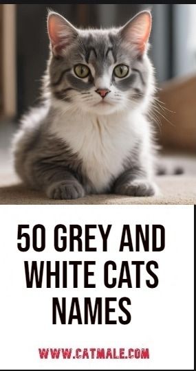 50 Grey and White Cats Names Cat Names For Grey Cats, Gray Kitten Names, Boy Cat Names Unique, Gray Cat Names, Grey Tortoiseshell Cat, Grey Kitten Names, Grey And White Cats, Male Cat Names Unique, Kitten Names Boy