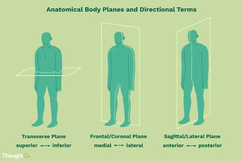 These Are the Anatomical Directional Terms You Should Know Anatomy Planes, Planes Drawing, Body Planes, Ace Fitness, Clinical Chemistry, Anatomy Coloring Book, Medical Stickers, Body Diagram, Face Anatomy