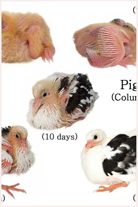 Baby Pigeons: All You Need to Know Pigeon Anatomy, Raising Pigeons, Pigeon Feed, Types Of Pigeons, Baby Pigeon, Feral Pigeon, Pigeons As Pets, Pigeon Nest, Pigeon Species