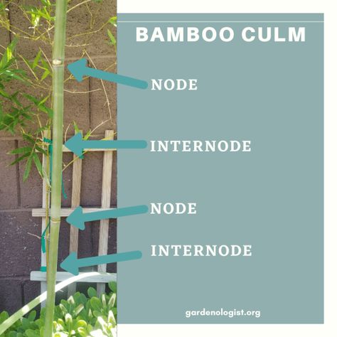 How to propagate bamboo cuttings | Gardenologist How To Tie Bamboo Together, How To Grow Bamboo From Cuttings, How To Propagate Bamboo From Cuttings, How To Propagate Bamboo, Propagating Bamboo, Bamboo Propagation, Propagate Bamboo, Gardening Knowledge, Clumping Bamboo