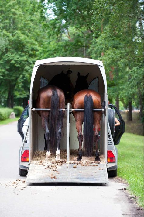 Small Horse Trailer, Horse Trailer Aesthetic, Black Horse Trailer, Live In Horse Trailer, Gooseneck Flatbed Trailer, Horse In Trailer, Horse Transport, Restored Horse Trailer, Cattle Trailers