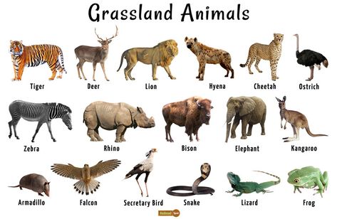 Grassland Ecosystem, Grassland Animals, Grassland Biome, Terrestrial Animals, Biomes Project, Animals List, Grassland Habitat, Habitats Projects, African Plains