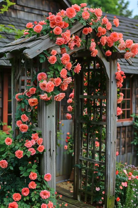 Wondering how to get those gorgeous climbing rose blooms all summer? The answer lies in proper feeding. Read more. Small Rose Garden Ideas, Secret Garden Door, Cottage Garden Roses, Blooms All Summer, Garden Archway, Landscaping With Roses, Flower Garden Plans, Rose Garden Design, Victorian Gardens