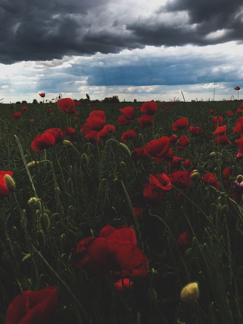 Red Poppies Aesthetic, Poppycore Aesthetic, Landscape Wallpaper Aesthetic, Poppy Flower Aesthetic, Poppies Aesthetic, Poppy Core, Poppy Aesthetic, Poppy Landscape, Poppy Wallpaper