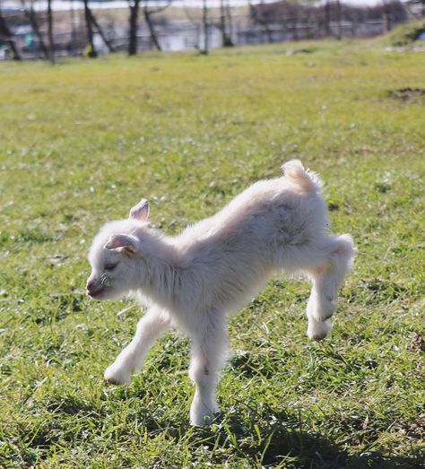 Baby Goat Tattoo, Goats Photography, Goat Reference, Lamb Jumping, Goats Jumping, Goats Playing, Sheep Reference, Goat Jumping, Jumping Goat