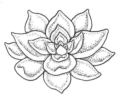 How To Draw Succulents, Succulent Sketches, Draw Succulents, Succulent Drawing Sketches, Succulent Line Drawing, Succulent Outline Drawing, Succulent Line Art, Succulent Line Art Simple, Succulent Graphic Design