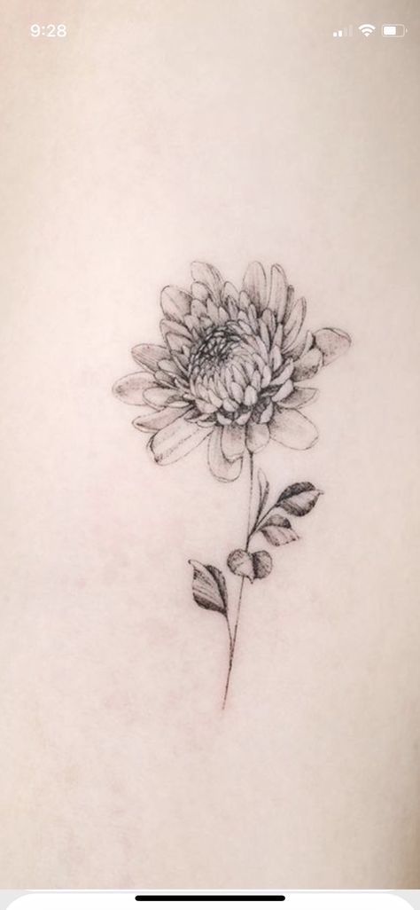 Unique Chrysanthemum Tattoo, Sunflower And Chrysanthemum Tattoo, Chrysanthemum Tattoo Collar Bone, White Chrysanthemum Tattoo, Crysthanamum Flowers Tattoo, Chrysanthemum Tattoo Thigh, Crsanthmum Flower Tattoo, Mum Flower Tattoo Chrysanthemums, Mums Flower Tattoo