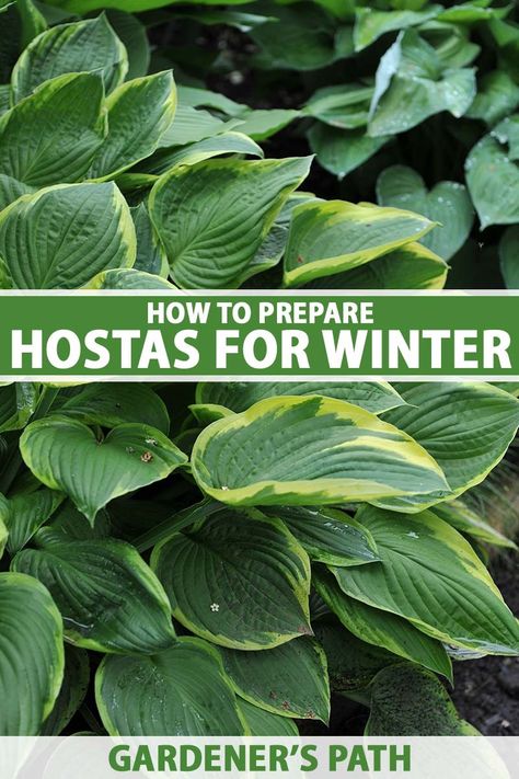 As winter approaches, there are steps that you can take to protect your garden hostas so they’ll return in spring healthier than ever. Mulching, tidying up, and more will go a long way toward preserving your plant’s health. Learn more about hosta winter protection now on Gardener's Path. #gardening #hostas #gardenerspath Transplant Hostas, Winter Care, Outside Plants, Hosta Gardens, Hosta Plants, Garden Oasis, Deck Garden, Backyard Oasis, Lawn And Garden