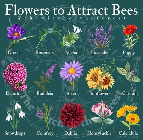 Flowers That Bees Like, Butterfly And Bee Garden, Lindsay Squire, Garden For Bees, Flowers For Bees, Bee Attracting Flowers, Honey Bee Farming, Honey Bee Flowers, Edible Flower Garden