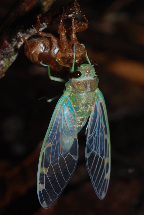 Cicada Illustration Vintage, Cicada Molting, Insects Wings, Cicada Wings, Cool Insects, Insect Wings, Cool Bugs, A Bug's Life, Kunst Inspiration