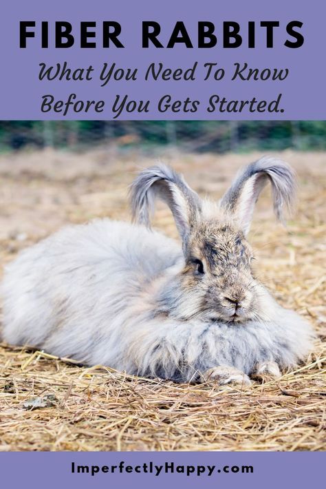 Raising Angora Rabbits For Fiber, Farm Rabbits, Fiber Farm, Rabbit Farming, Angora Bunny, Homesteading Animals, Rabbit Farm, Meat Rabbits, Raising Rabbits