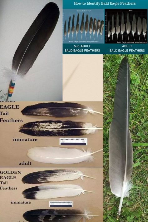 What if I find an eagle feather in my yard? The law allows Native Americans to wear, use, inherit, or even give feathers to other Native Americans. However, they cannot give the feathers to non-Native Americans. So, if you ever see a bird feather, especially an eagle feather, leave it alone, unless you're a Native American. The wings of an Eagle represent the balance needed between male and female, Bird Feather Identification, Indigenous Teachings, Bald Eagle Feather, Feather Identification, Feather Meaning, Feather Collection, Native American Legends, Native American Feathers, Cherokee Dress