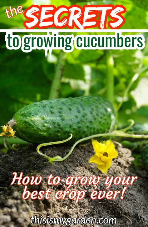 Learn the simple secrets to growing cucumbers. If you love cucumbers and want to grow your own delicious crop - this is a must read article!  #howtogrowcucumbers #growcucumbers #cucumbergrowingtips #fertilizingcucumberplants Cucumber Growing, Grow Cucumbers, Gemüseanbau In Kübeln, Cucumber Gardening, Avant Garden, Cucumber Trellis, Garden Remedies, Cucumber Plant, Gardening Vegetables