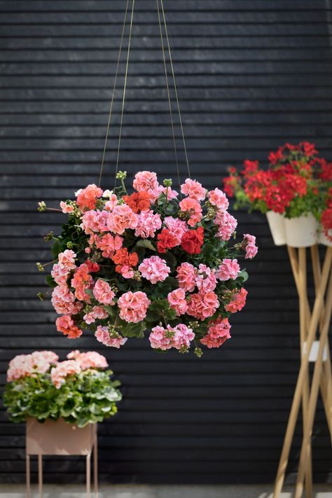 Balcony Wall Tiles, Trailing Geraniums, Chic Balcony, Geraniums Garden, Balcony Wall, Potted Geraniums, Geranium Plant, Pink Geranium, Balcony Flowers