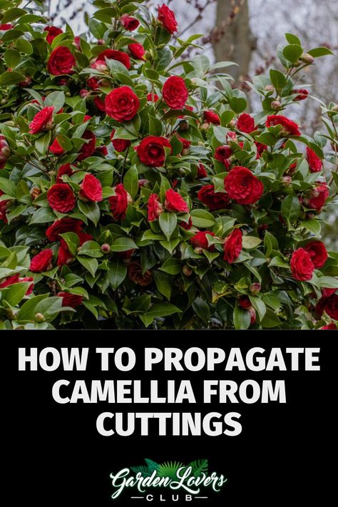 The Camellia is an attractive decorative plant that looks beautiful in just about any environment. It is popular in many regions for its red and white colors and blooms well in multiple settings. For example, you can often take cuttings and produce high-quality plants in a single growing season. Thankfully, propagating extra Camellia plants in this way is fairly easy. Camellia Tree Landscaping, Camelia Plant, Camelia Tree, Canna Lilly, Yuletide Camellia, Camellia Tree, Camelia Flower, Camellia Plant, Hydrangea Potted