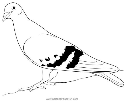 Rainbow Pigeon Coloring Page Rainbow Pigeon, Free Printable Rainbow, Sketch Art, Drawing Sketch, Free Kids, Printable Coloring Pages, Printable Coloring, Pigeon, Coloring Pages For Kids